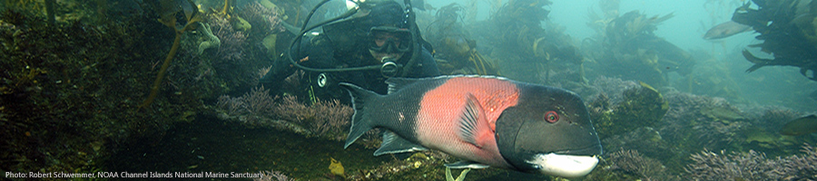 aggi lara sheephead image by Robert Schwemmer