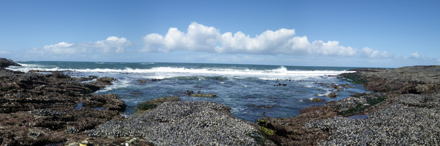 image of Oregon rocky shore by Allie Barner