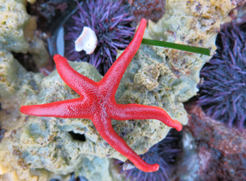 image of a sea star and urchins by Allie Barner