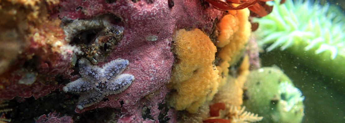 image of baby sea star
