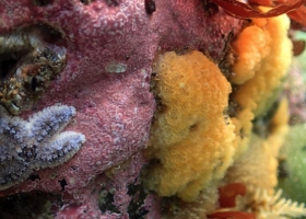 image of baby sea star