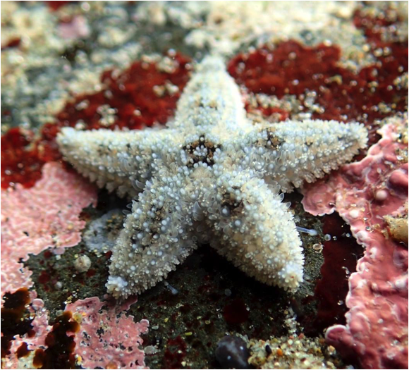 image of baby sea star