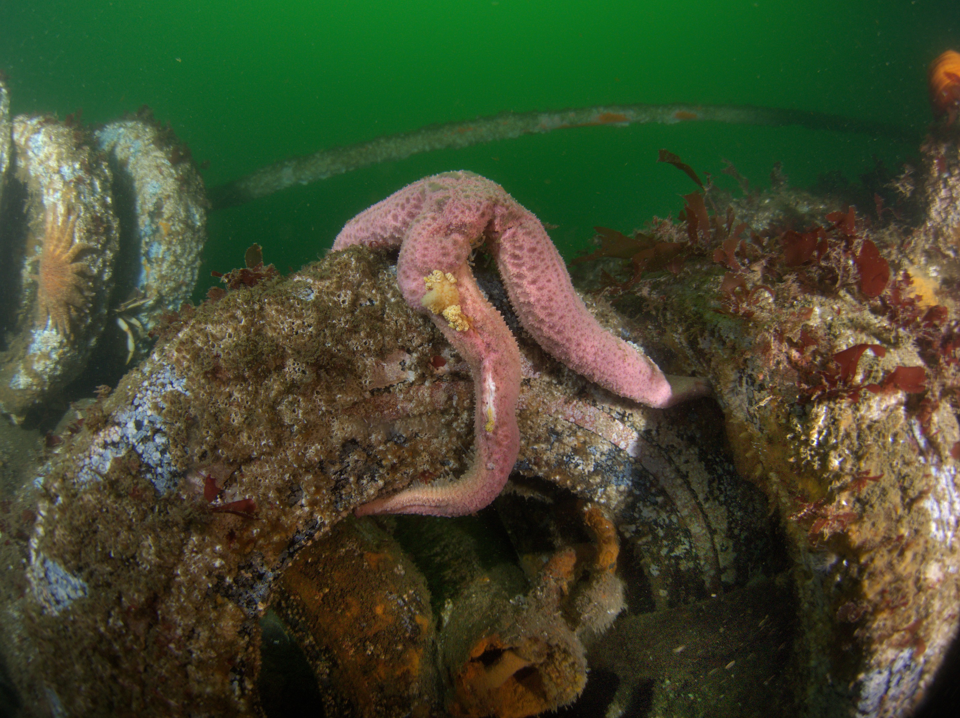 image of wasting pink sea star by Jan Kocian