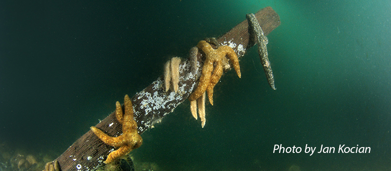 image of sea star wasting syndrome by Jan Kocian