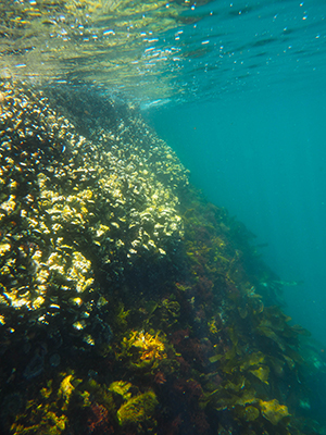image underwater of sea stars