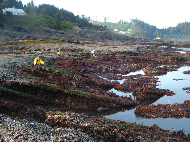 image of intertidal field work
