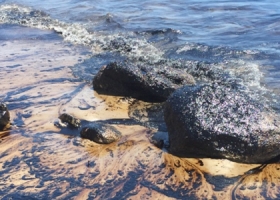 image of oil spill scene