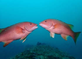 image of California sheepheads