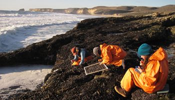 image of intertidal survey