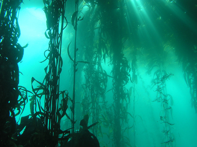 image of kelp forest