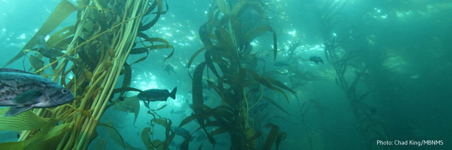 image of kelp forest by chad king