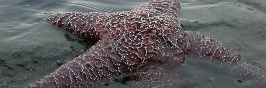 image of sea star