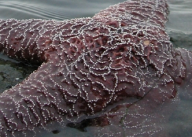 image of sea star
