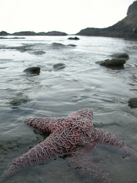 image of sea star