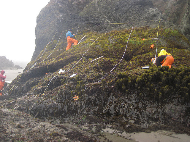 image of UCSC intertidal sampling