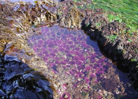 image of purple urchins in west coast tidepool